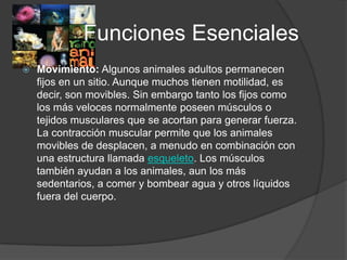 Funciones Esenciales
   Movimiento: Algunos animales adultos permanecen
    fijos en un sitio. Aunque muchos tienen motilidad, es
    decir, son movibles. Sin embargo tanto los fijos como
    los más veloces normalmente poseen músculos o
    tejidos musculares que se acortan para generar fuerza.
    La contracción muscular permite que los animales
    movibles de desplacen, a menudo en combinación con
    una estructura llamada esqueleto. Los músculos
    también ayudan a los animales, aun los más
    sedentarios, a comer y bombear agua y otros líquidos
    fuera del cuerpo.
 