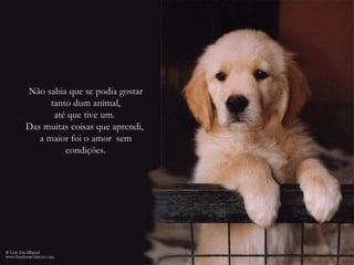 Não sabia que se podia gostar tanto dum animal, até que tive um.  Das muitas coisas que aprendi,  a maior foi o amor  sem condições. 