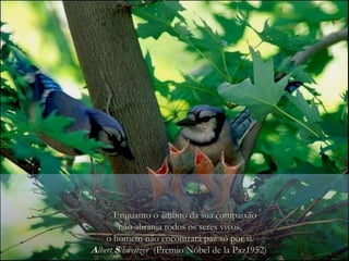 Enquanto o âmbito da sua compaixão não abranja todos os seres vivos, o homem não encontrará paz só por si. A lbert  S chweitzer   (Premio Nóbel de la Paz1952)  