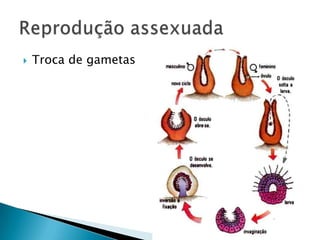    Troca de gametas
 