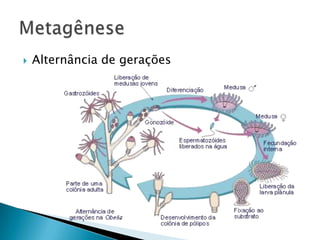    Alternância de gerações
 