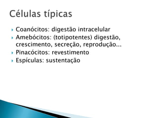    Coanócitos: digestão intracelular
   Amebócitos: (totipotentes) digestão,
    crescimento, secreção, reprodução...
   Pinacócitos: revestimento
   Espículas: sustentação
 