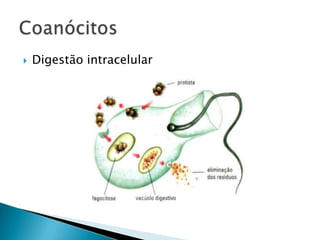    Digestão intracelular
 