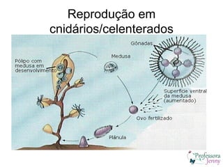 Reprodução em
cnidários/celenterados
 