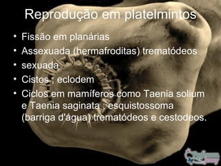Reprodução em platelmintos
•   Fissão em planárias
•   Assexuada (hermafroditas) trematódeos
•   sexuada
•   Cistos ; eclodem
•   Ciclos em mamíferos como Taenia solium
    e Taenia saginata ; esquistossoma
    (barriga d'água) trematódeos e cestodeos.
 