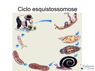 Ciclo esquistossomose
 