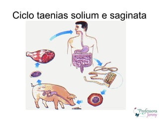 Ciclo taenias solium e saginata
 