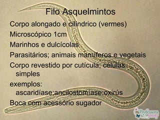 Filo Asquelmintos
Corpo alongado e cilíndrico (vermes)
Microscópico 1cm
Marinhos e dulcícolas
Parasitários; animais mamíferos e vegetais
Corpo revestido por cutícula; células
  simples
exemplos:
  ascaridíase;ancilostomíase;oxirús
Boca com acessório sugador
 