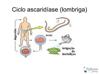Ciclo ascaridíase (lombriga)
 