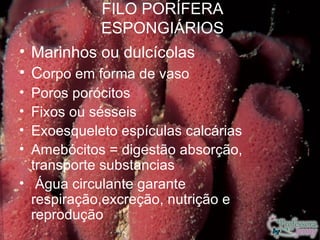 FILO PORÍFERA
            ESPONGIÁRIOS
• Marinhos ou dulcícolas
• Corpo em forma de vaso
• Poros porócitos
• Fixos ou sésseis
• Exoesqueleto espículas calcárias
• Amebócitos = digestão absorção,
  transporte substancias
• Água circulante garante
  respiração,excreção, nutrição e
  reprodução
 