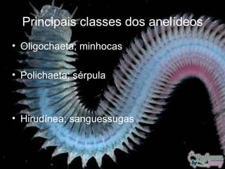Principais classes dos anelídeos
• Oligochaeta; minhocas

• Polichaeta; sérpula



• Hirudínea; sanguessugas
 