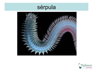 sérpula
 