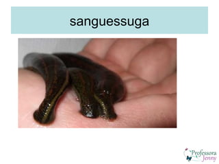 sanguessuga
 