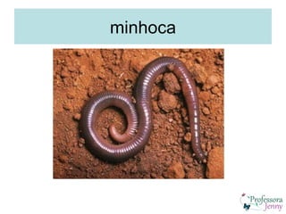 minhoca
 