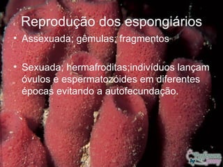 Reprodução dos espongiários
• Assexuada; gêmulas; fragmentos

• Sexuada; hermafroditas;indivíduos lançam
  óvulos e espermatozóides em diferentes
  épocas evitando a autofecundação.
 