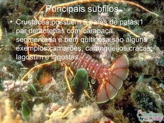 Principais subfilos
• Crustácea;possuem 5 pares de patas;1
  par de antenas com carapaça
  segmentada e bem quitinosa,são alguns
  exemplos:camarões, carangueijos,cracas,
  lagostim e lagostas.
 