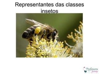 Representantes das classes
         insetos
 