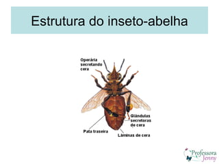 Estrutura do inseto-abelha
 