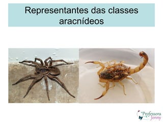 Representantes das classes
       aracnídeos
 