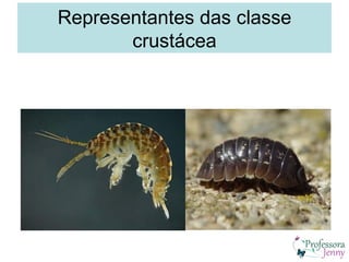 Representantes das classe
       crustácea
 