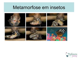 Metamorfose em insetos
 