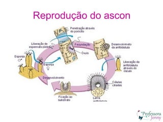 Reprodução do ascon
 