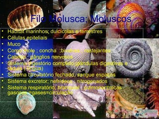 Filo Molusca; Moluscos
• Habitat marinhos; dulcícolas e terrestres
• Células epiteliais
• Muco
• Corpo mole ; concha ;bivalves ; rastejantes
• Cabeça ; gânglios nervosos
• Sistema digestório completo;glândulas digestivas e
  rádula ( língua)
• Sistema circulatório fechado; sangue espaços
• Sistema excretor; nefrídeos ; nitrogenados
• Sistema respiratório; branquial ; pulmonar;trocas
  gasosas =gases=circulação
 