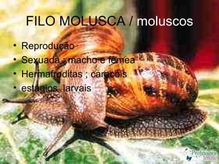 FILO MOLUSCA / moluscos
•   Reprodução
•   Sexuada ; macho e fêmea
•   Hermafroditas ; caracóis
•   estágios larvais
 
