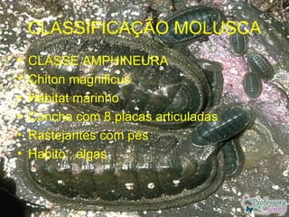 CLASSIFICAÇÃO MOLUSCA
•   CLASSE AMPHINEURA
•   Chiton magnificus
•   Habitat marinho
•   Concha com 8 placas articuladas
•   Rastejantes com pés
•   Habito ; algas
 