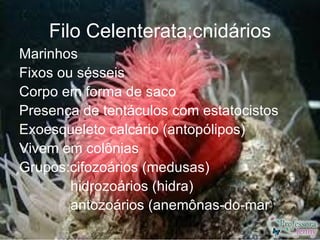 Filo Celenterata;cnidários
Marinhos
Fixos ou sésseis
Corpo em forma de saco
Presença de tentáculos com estatocistos
Exoesqueleto calcário (antopólipos)
Vivem em colônias
Grupos:cifozoários (medusas)
        hidrozoários (hidra)
        antozoários (anemônas-do-mar)
 
