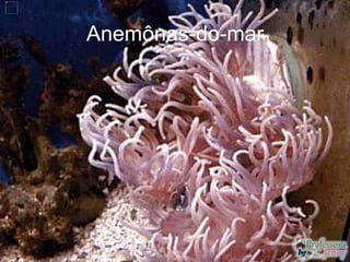 Anemônas-do-mar
 