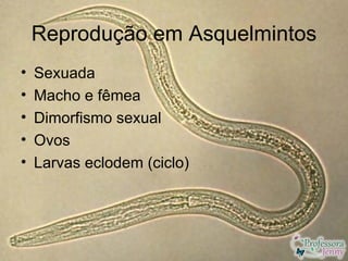 Reprodução em Asquelmintos
•   Sexuada
•   Macho e fêmea
•   Dimorfismo sexual
•   Ovos
•   Larvas eclodem (ciclo)
 