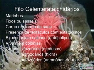 Filo Celenterata;cnidários
Marinhos
Fixos ou sésseis
Corpo em forma de saco
Presença de tentáculos com estatocistos
Exoesq...