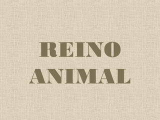 REINO
ANIMAL
 