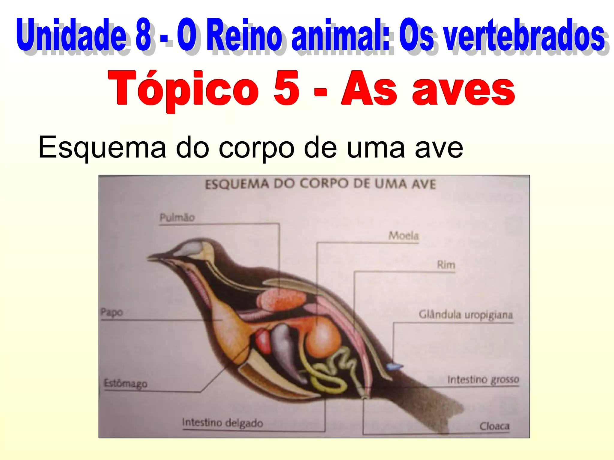 Esquema do corpo de uma ave
 