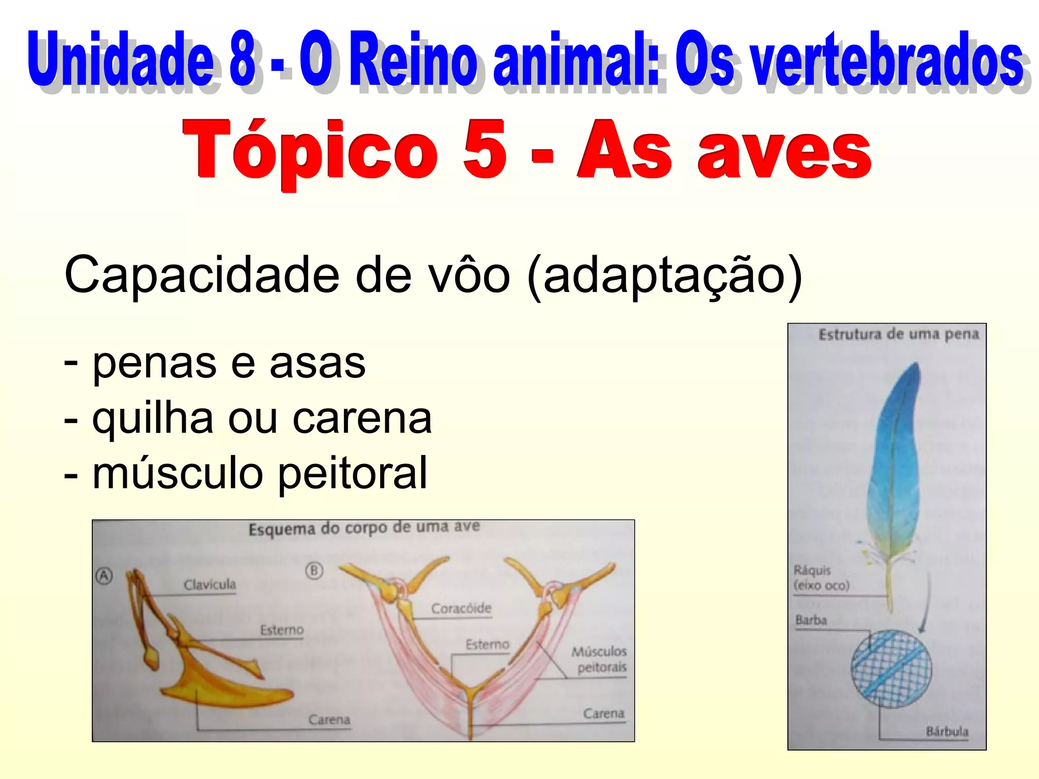 Capacidade de vôo (adaptação)
- penas e asas
- quilha ou carena
- músculo peitoral
 