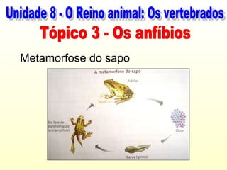 Metamorfose do sapo
 
