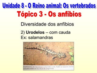 Diversidade dos anfíbios
2) Urodelos – com cauda
Ex: salamandras
 