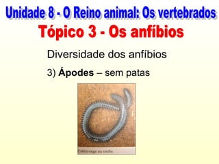 Diversidade dos anfíbios
3) Ápodes – sem patas
 