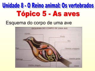 Esquema do corpo de uma ave
 