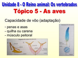 Capacidade de vôo (adaptação)
- penas e asas
- quilha ou carena
- músculo peitoral
 
