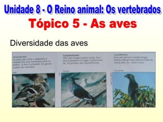 Diversidade das aves
 