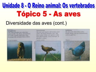 Diversidade das aves (cont.)
 