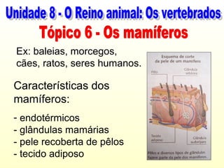 Ex: baleias, morcegos,
cães, ratos, seres humanos.

Características dos
mamíferos:
- endotérmicos
- glândulas mamárias
- pele recoberta de pêlos
- tecido adiposo
 