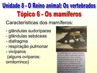 Características dos mamíferos:
- glândulas sudoríparas
- glândulas sebáceas
- diafragma
- respiração pulmonar
- vivíparos
 (alguns ovíparos:
ornitorrinco)
 