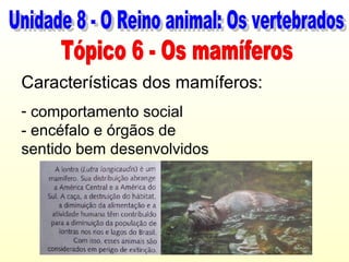 Características dos mamíferos:
- comportamento social
- encéfalo e órgãos de
sentido bem desenvolvidos
 
