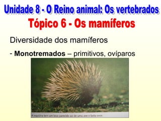Diversidade dos mamíferos
- Monotremados – primitivos, ovíparos
 
