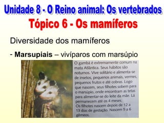 Diversidade dos mamíferos
- Marsupiais – vivíparos com marsúpio
 