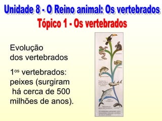 Evolução
dos vertebrados
1os vertebrados:
peixes (surgiram
há cerca de 500
milhões de anos).
 