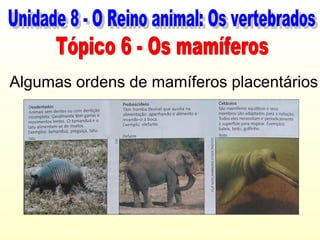 Algumas ordens de mamíferos placentários
 